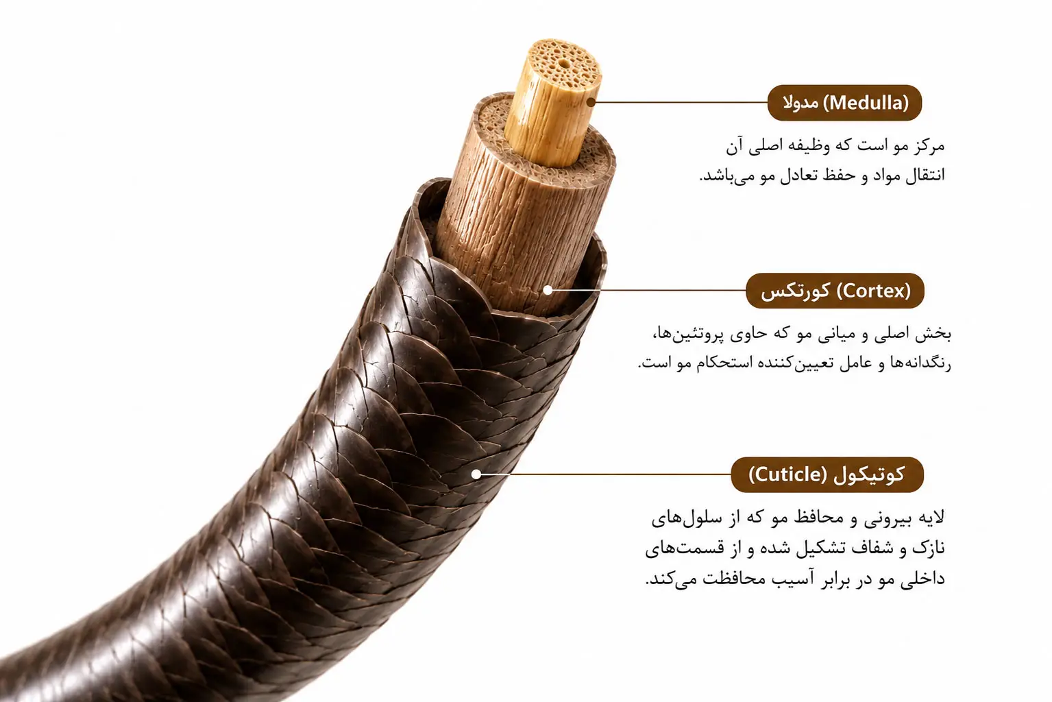 مو از چه ساختاری تشکیل شده است؟