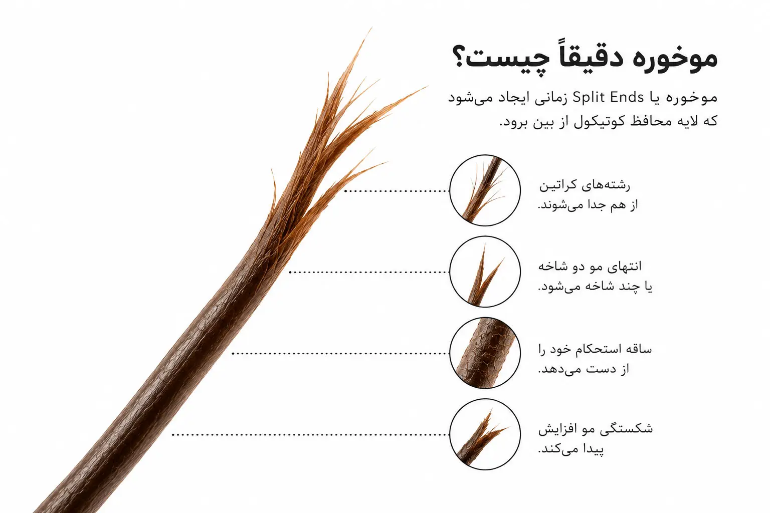 موخوره دقیقاً چیست؟